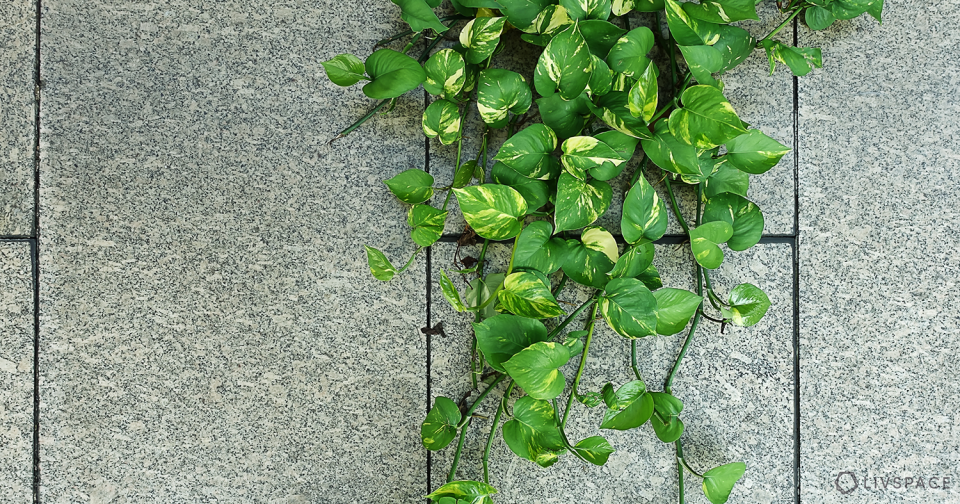 mony plant