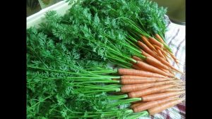 carrots leaves 