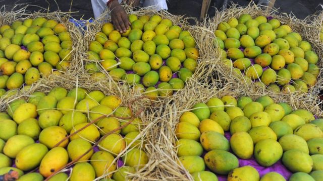 King of contributions dies: Saffron mango crop reaped due to change in atmosphere! 25 percent expected to be produced this year