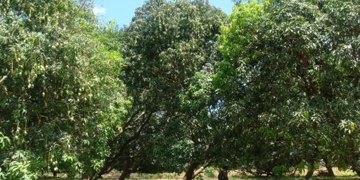 King of contributions dies: Saffron mango crop reaped due to change in atmosphere! 25 percent expected to be produced this year