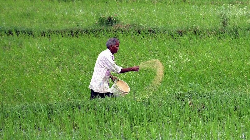 Good news for the country's farmers! Modi govt to increase fertilizer subsidy: Cabinet approves