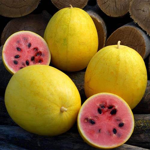 small-yellow-watermelon-Seeds-healthy-vegetable-Seeds_1
