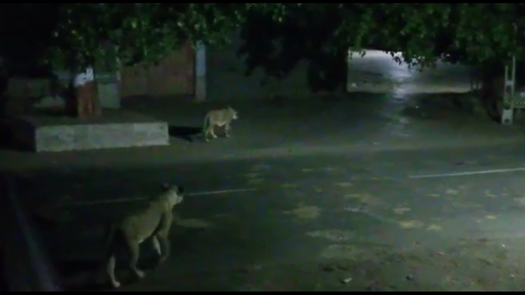 At night 2 lions entered the village of Morjar in Dhari of Amreli