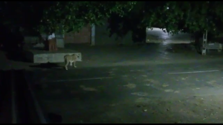 At night 2 lions entered the village of Morjar in Dhari of Amreli