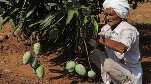 King of contributions dies: Saffron mango crop reaped due to change in atmosphere! 25 percent expected to be produced this year