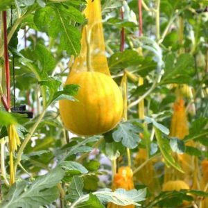 A farmer sows yellow peeled watermelon in Achaliya village of Bharuch