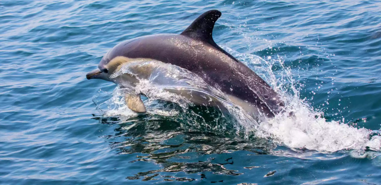 no-need-to-go-far-anymore-to-see-dolphins-i-was-seen-playing-on-this-beach-in-gujarat