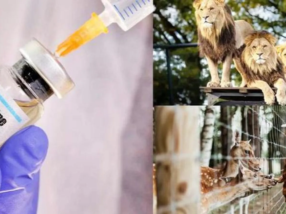 lion-leopard-given-second-dose-of-corona-vaccine-in-junagadh-scrubbug