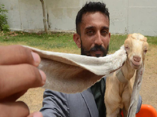 what-happened-is-that-this-goat-became-famous-overnight-you-will-be-surprised-to-know-the-reason