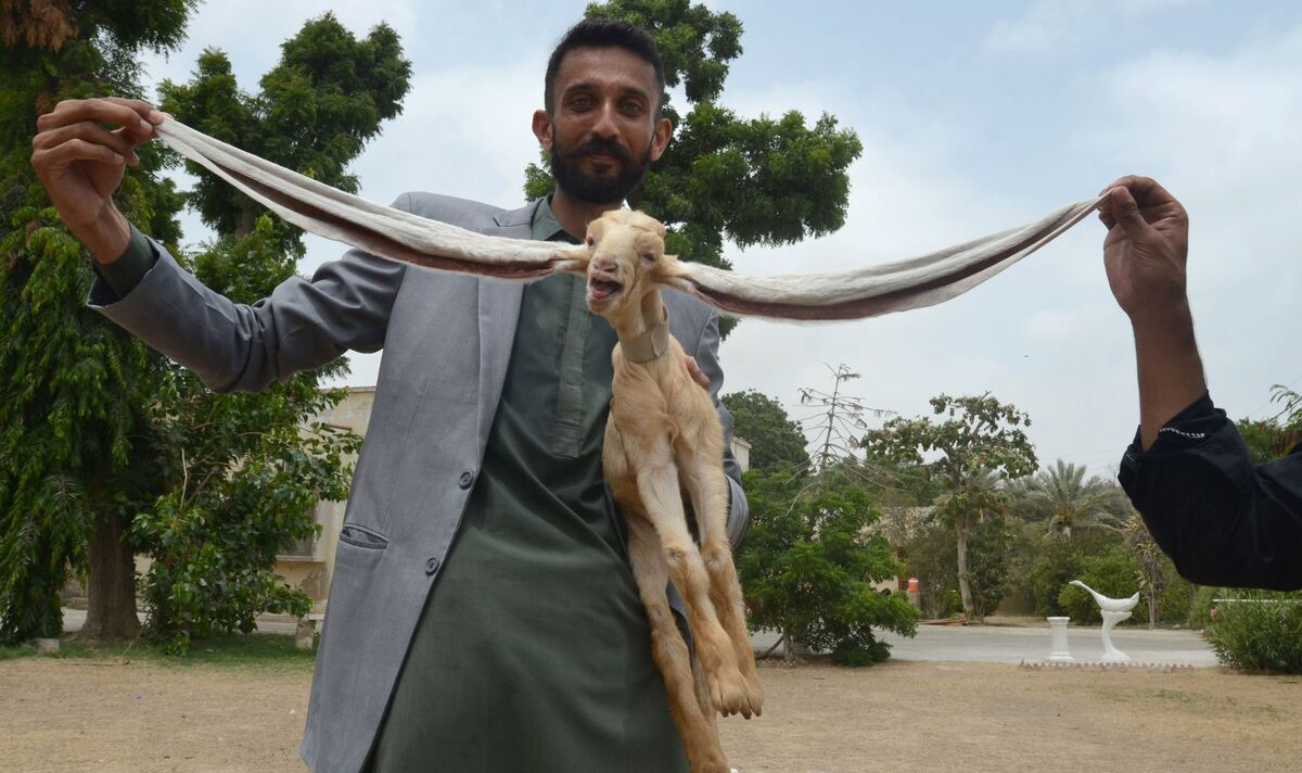 what-happened-is-that-this-goat-became-famous-overnight-you-will-be-surprised-to-know-the-reason