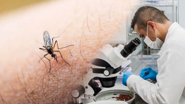 why scientists are working hard to save the mosquitoes