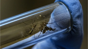 why scientists are working hard to save the mosquitoes
