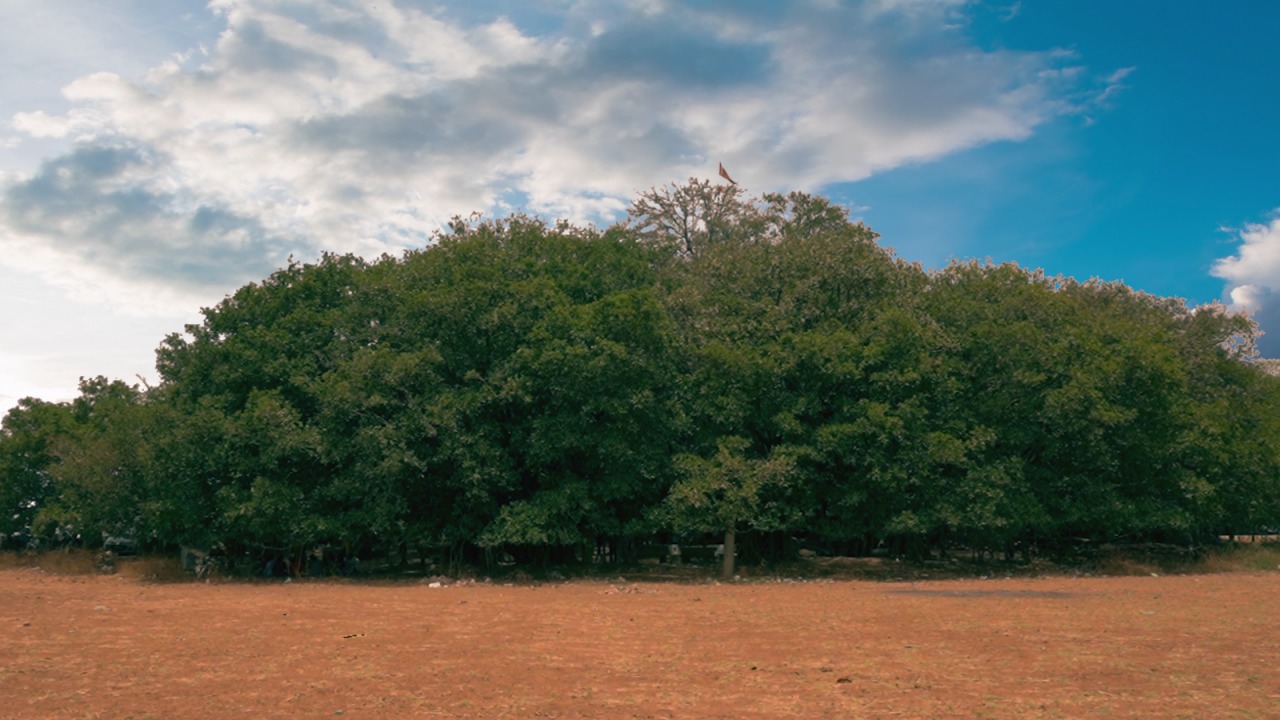 If you go to Gandhinagar, definitely visit this place Here the Vad tree is spread over two and a half branches