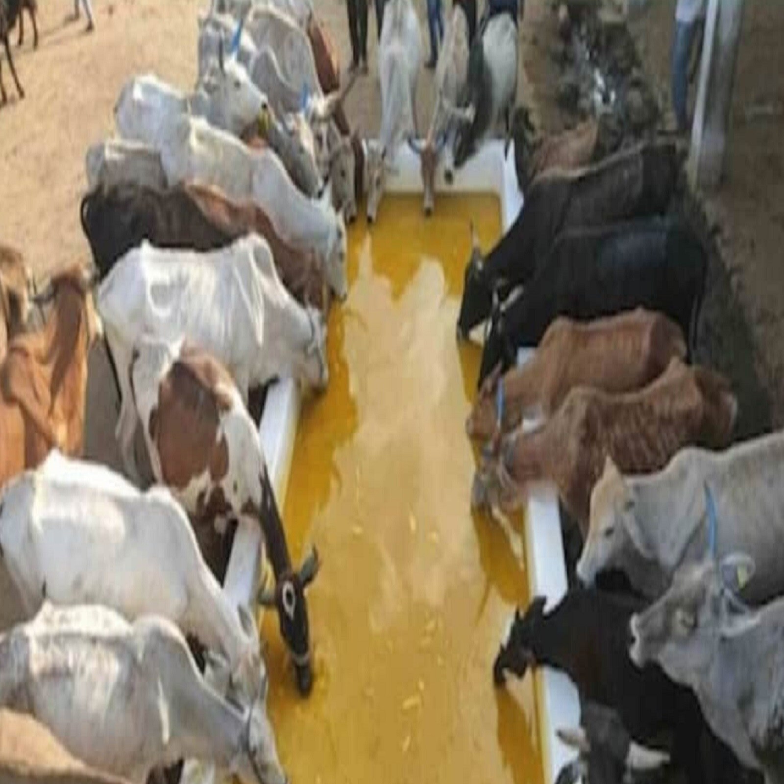 dry-fruits-mango-juice-1100kg-for-cow