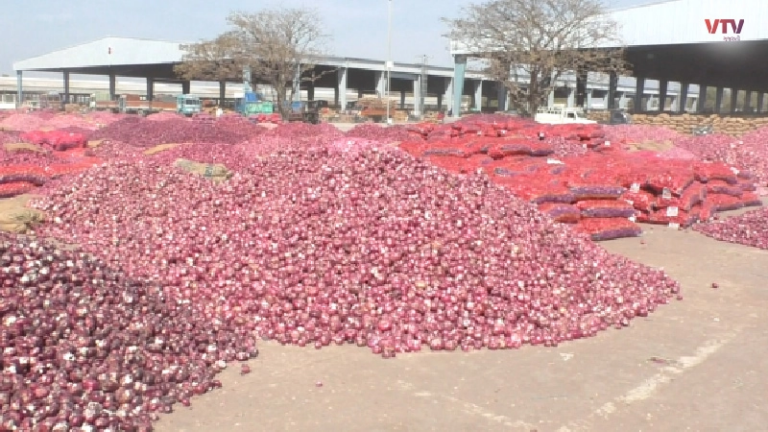 Good news for Saurashtra farmers: Time limit for onion subsidy extended