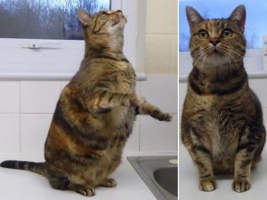 These strange beasts in the world that are due to their bodies are world famous