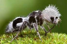 These strange beasts in the world that are due to their bodies are world famous