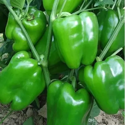 history-and-capsicum-benefits-read-interesting-facts-in-gujarati