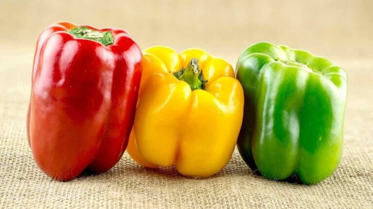 history-and-capsicum-benefits-read-interesting-facts-in-gujarati