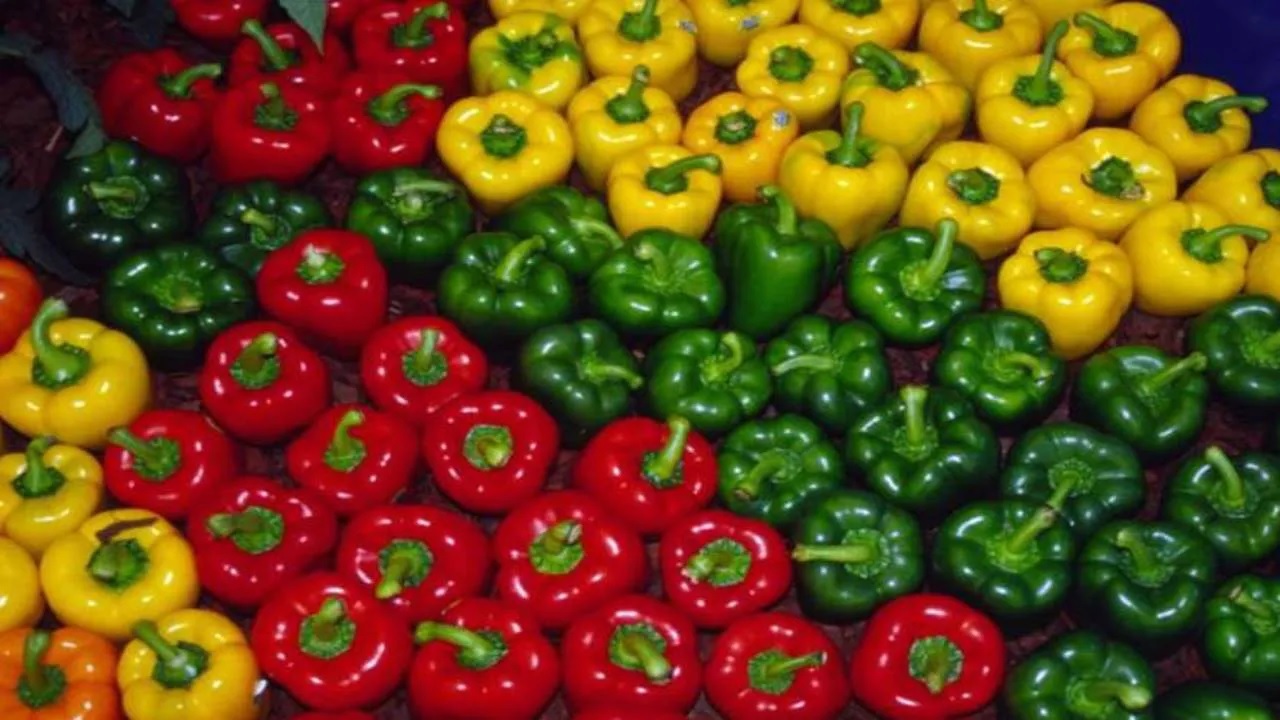 history-and-capsicum-benefits-read-interesting-facts-in-gujarati