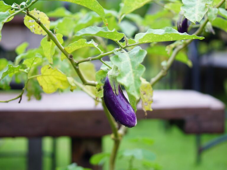 Eliminate these high quality eggplant leaves which cause health problems