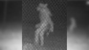 at-midnight-mysterious-man-found-near-us-texas-zoo