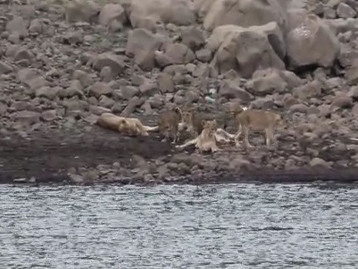 The lion family camped on the banks of Willingdon Dam; 8 lions resting together