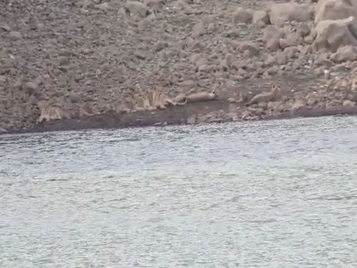 The lion family camped on the banks of Willingdon Dam; 8 lions resting together