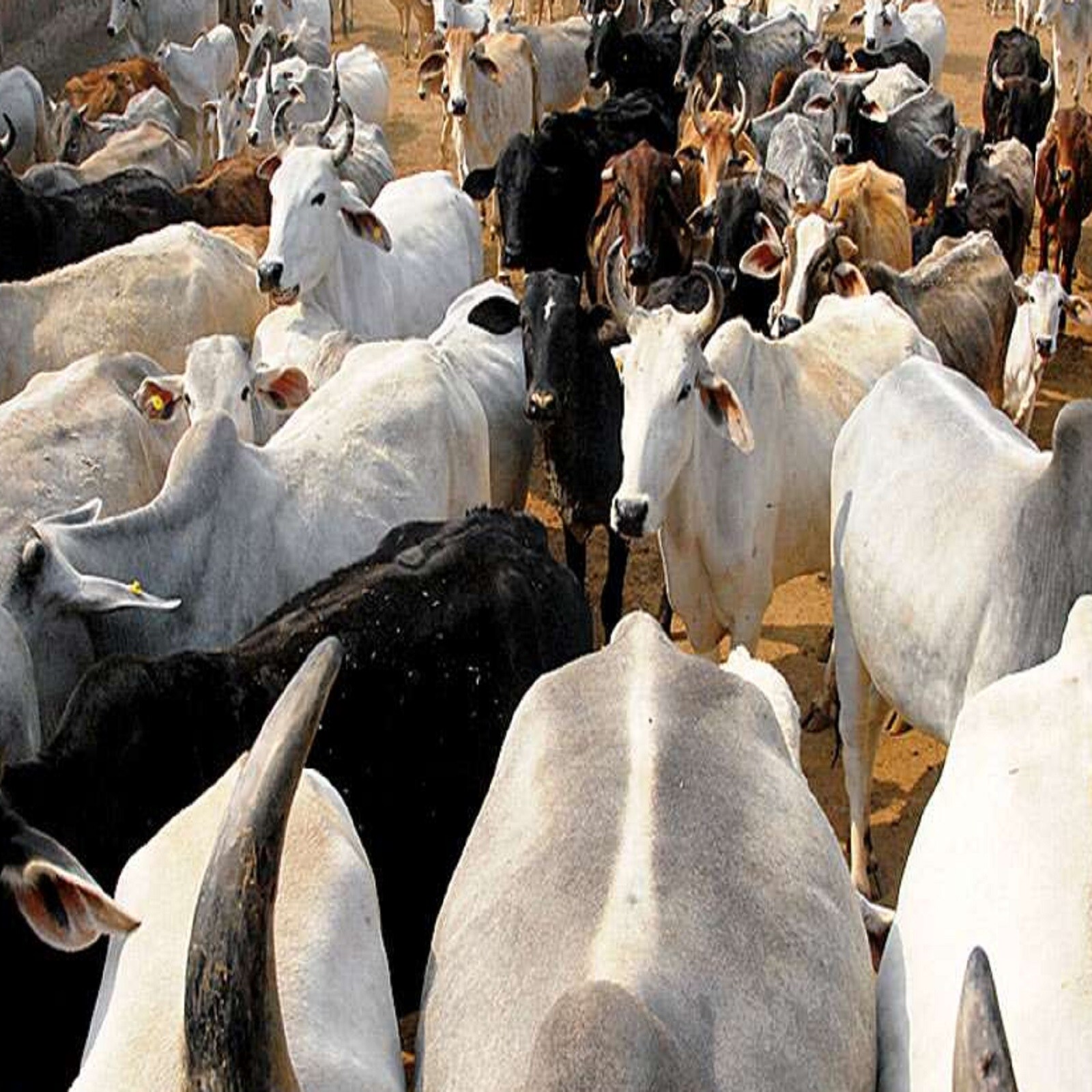 dry-fruits-mango-juice-1100kg-for-cow