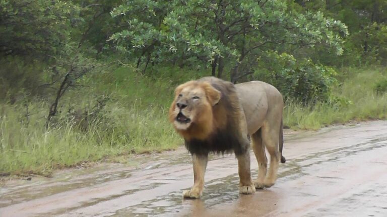 There was so much cloudburst in Junagadh that the king of the forest climbed thousands of steps