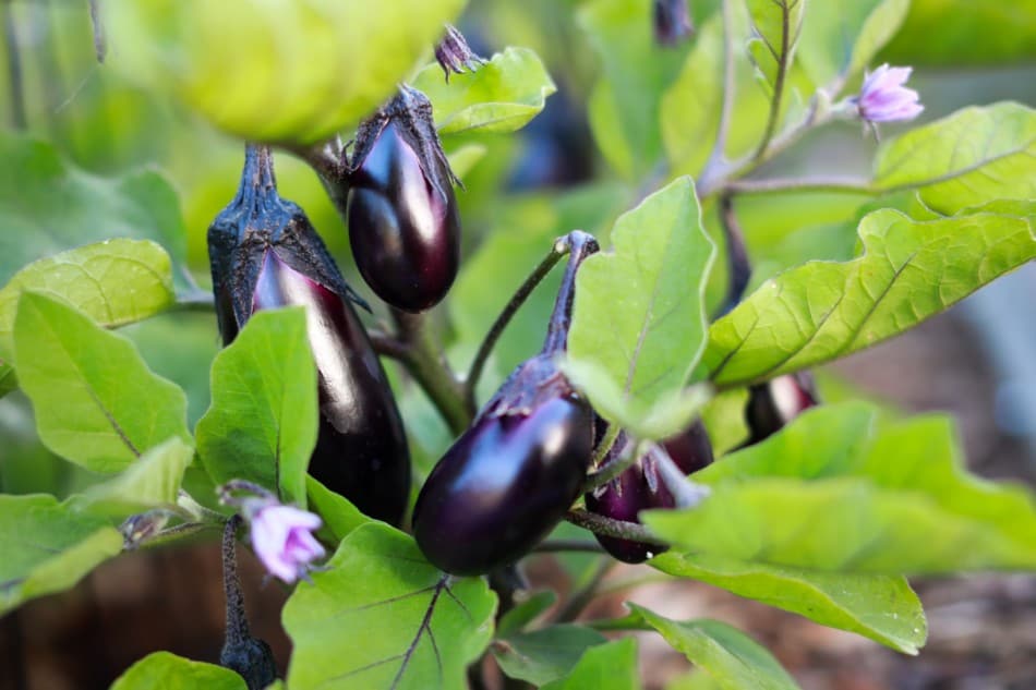 Eliminate these high quality eggplant leaves which cause health problems