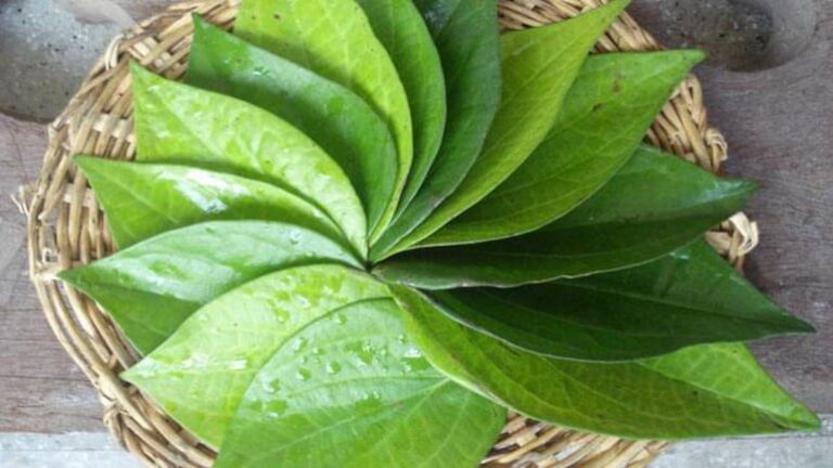 astrology-tips-betel-leaves-job-success