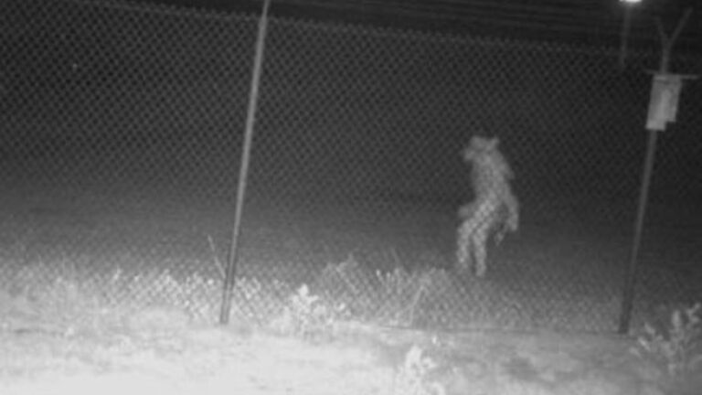 at-midnight-mysterious-man-found-near-us-texas-zoo