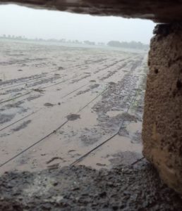 fish-falling-with-rain-at-night-in-gujarat-khentwa-village