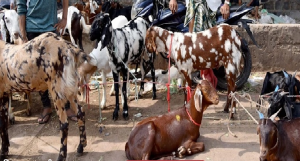 Another breakthrough in the medical field: Patients' physical deformities were removed with the help of goat's ear cartilage