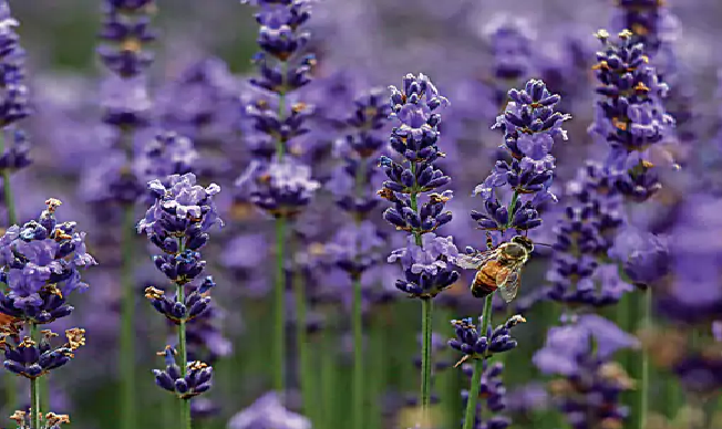 farmers-cultivate-lavender-in-200-acres-of-land