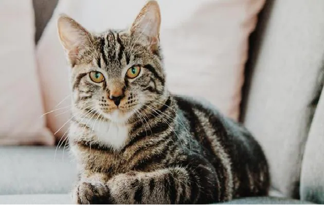 not-ominous-but-very-auspicious-cat-lakshmi-works-like-a-machine