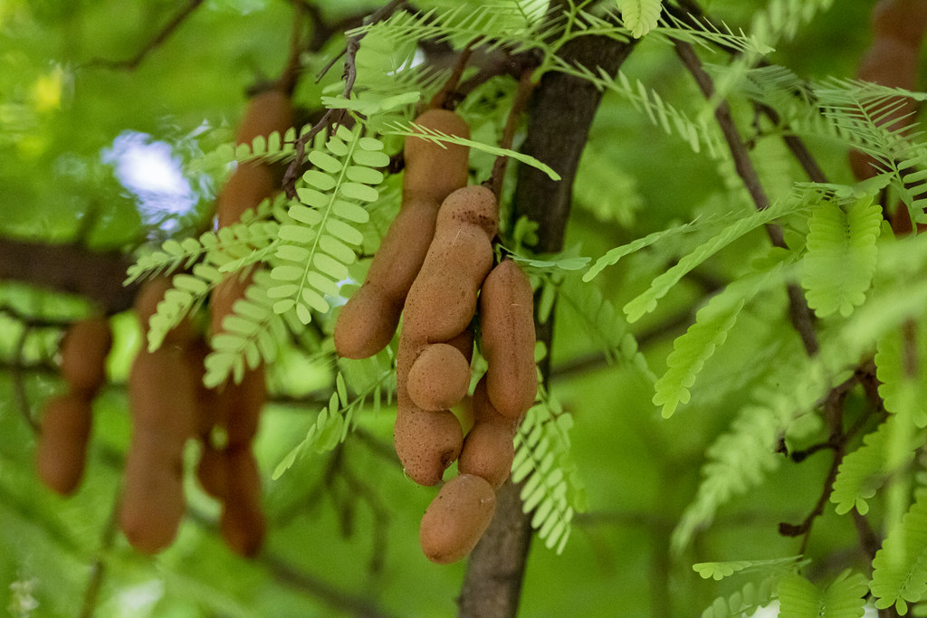 interesting-facts-and-benefits-of-tamarind-about-in-gujarati