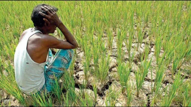 2.42 lakh hectares of crops were washed away due to heavy rains! Assistance will be announced soon