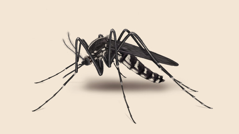 Want to avoid dengue fever in monsoon? Here are his tips