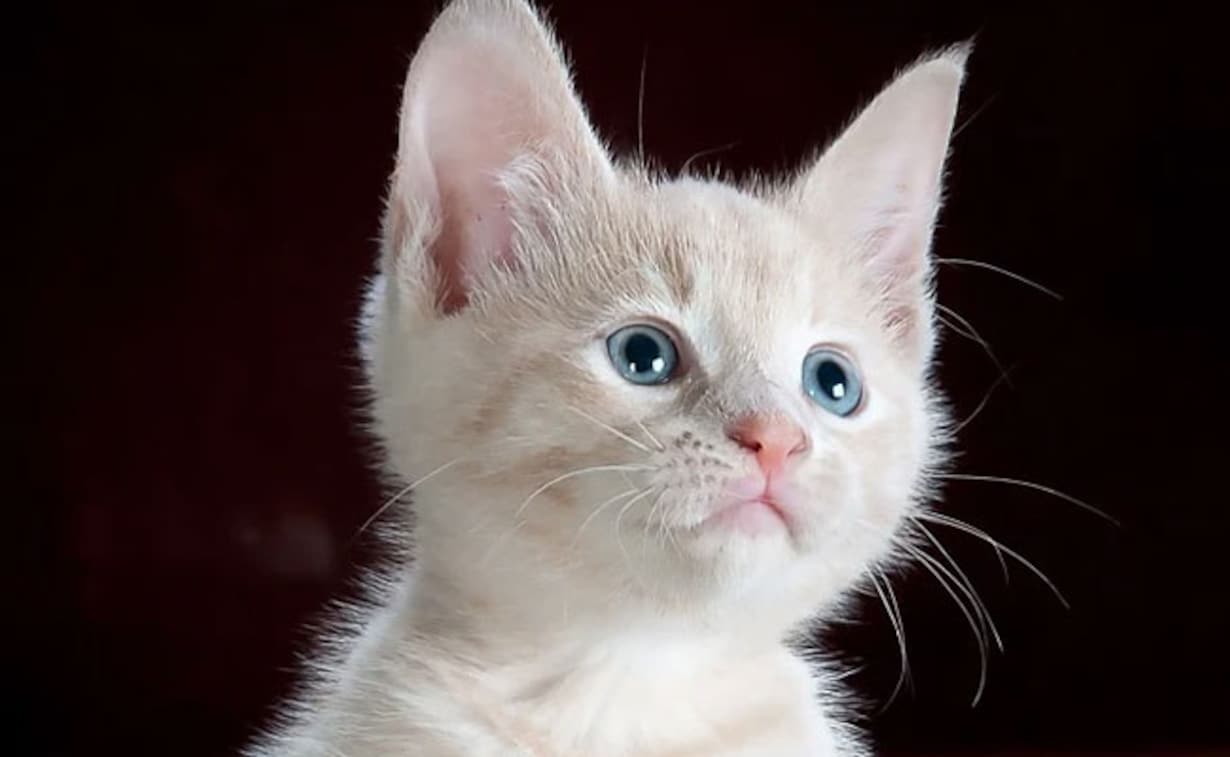 not-ominous-but-very-auspicious-cat-lakshmi-works-like-a-machine