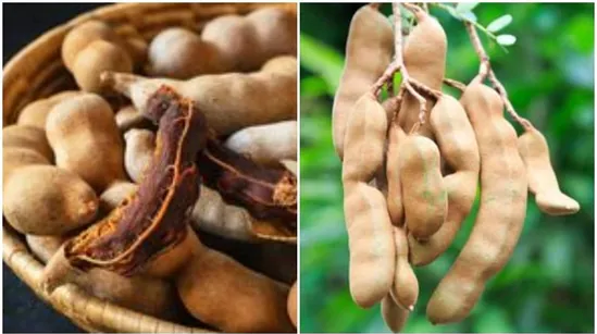interesting-facts-and-benefits-of-tamarind-about-in-gujarati