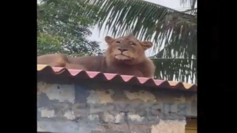 lion-resting-on-the-roof-of-a-house-in-kodinar-alidar-village