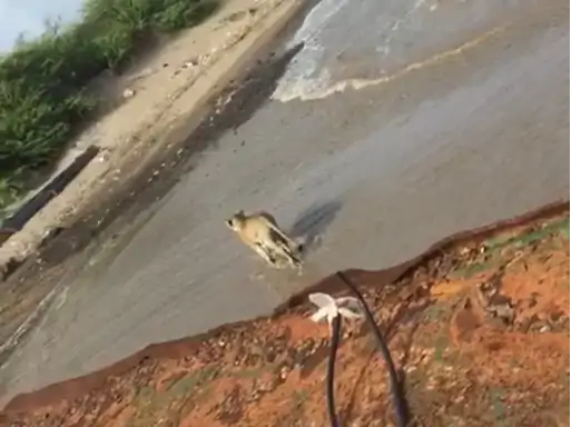 amreli-district-the-terrorizing-lioness-was-finally-caged