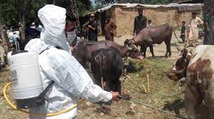 cm-called-an-emergency-meeting-regarding-lumpy-virus-spread-in-cattle