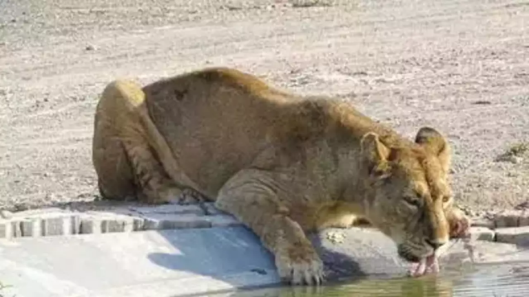 amreli-district-the-terrorizing-lioness-was-finally-caged