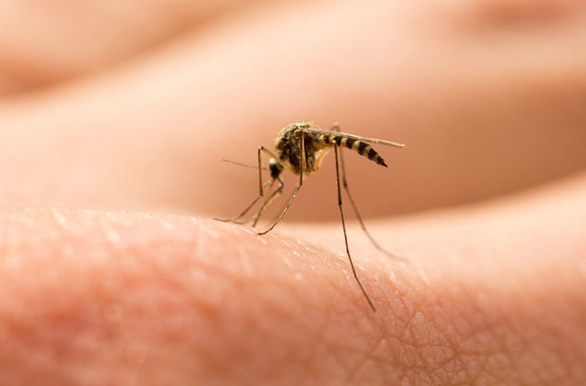 Want to avoid dengue fever in monsoon? Here are his tips