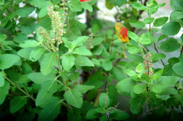 basil-plants-are-beneficial-for-health-with-faith-learn-what-benefits-the-body-gives