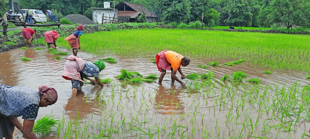 Farmers of Gujarat will be able to spray medicine with drones