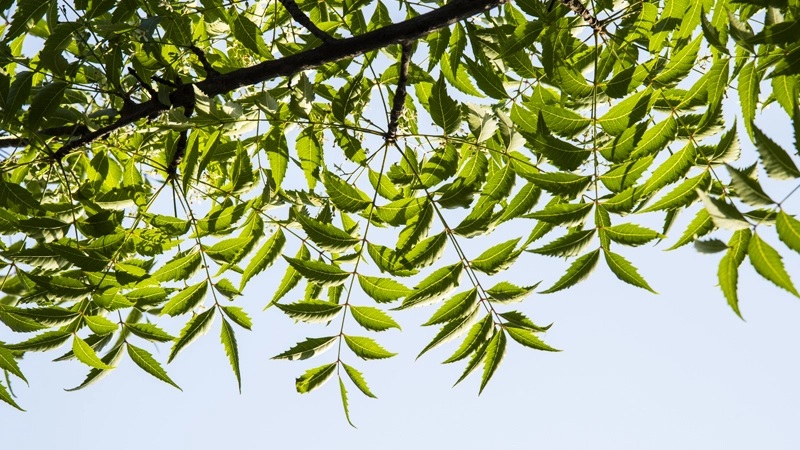 this-ayurvedic-home-remedy-for-dengue-fever